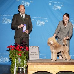 Poodle and Scottish Terrier Puppies from Conundrums Kennels