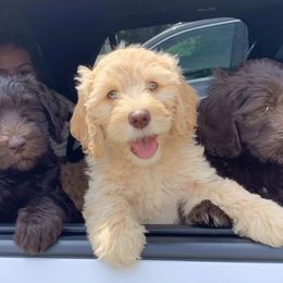 Goldendoodle Puppies from MaDoodles