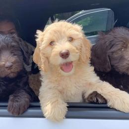 Goldendoodle Puppies from MaDoodles