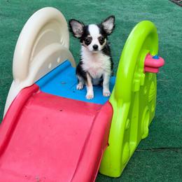 Hocus - Chocolate and white female Chihuahua puppy in Williamsburg, Virginia from PAWSitive Cheeky Chihuahua LLC