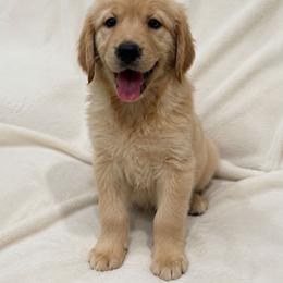 Boy 4 - male Golden Retriever puppy in Rancho Cucamonga, California from Sultan’s Goldens