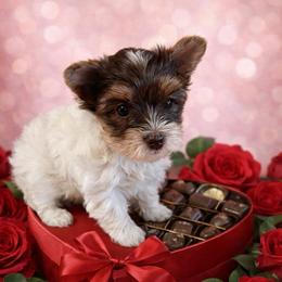 Godiva - Chocolate, tan and white female Yorkshire Terrier puppy in Parma Heights, Ohio from Yorkie Darlings ANGELHEARTS YORKIES