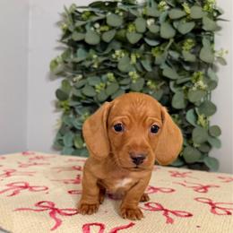 Gaston - Red male Dachshund puppy in Mountain Home, Arkansas from Wood's miniature Dachshunds