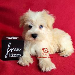 Boy 2 - male Miniature Schnauzer puppy in Fairhope, Alabama from Puppy Sugars Kennels
