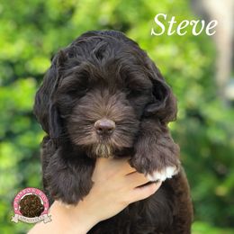 Australian Labradoodle Puppies from Rainbow Row Labradoodles