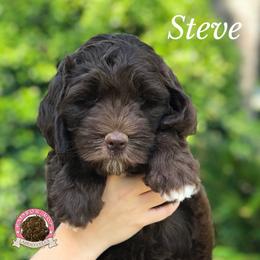 Australian Labradoodle Puppies from Rainbow Row Labradoodles