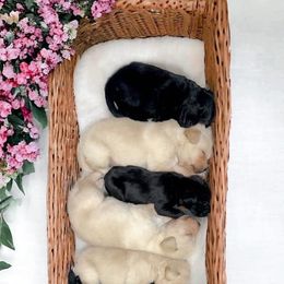 Labrador Retrievers from Allie’s Way Labradors