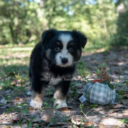Daphne - Black tri female Miniature Australian Shepherd puppy in Lacombe, Louisiana from Indigo River Toy & Mini Aussies
