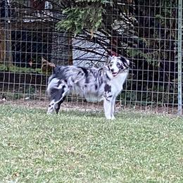 Gauge - Toy Australian Shepherd