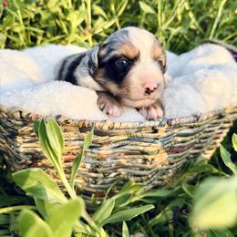 Ocean - Blue merle female Miniature Australian Shepherd puppy in Valley Center, California from DLT MiniAussie