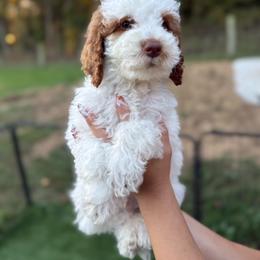 Sneezy - Parti male Goldendoodle puppy in Warsaw, Ohio from Lovabledoodles