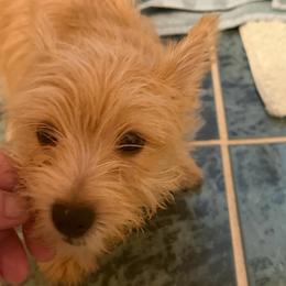 Norwich Terrier puppies from Parker Place  Puppies (Mini schnauzers and Norwich Terriers)