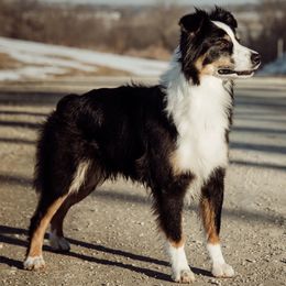 Australian Shepherds from KC’s Working Aussies