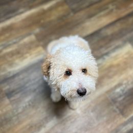 Stud - Goldendoodle
