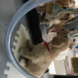 Golden Retriever Puppies from Chablisse Golden Retrievers