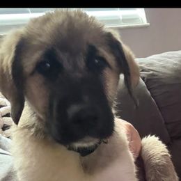 Anatolian Shepherd Dog Puppies from Sandra
