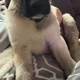 Anatolian Shepherd Dog Puppies from Sandra
