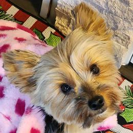 Gracie - Yorkshire Terrier