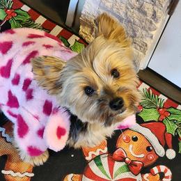 Gracie - Yorkshire Terrier