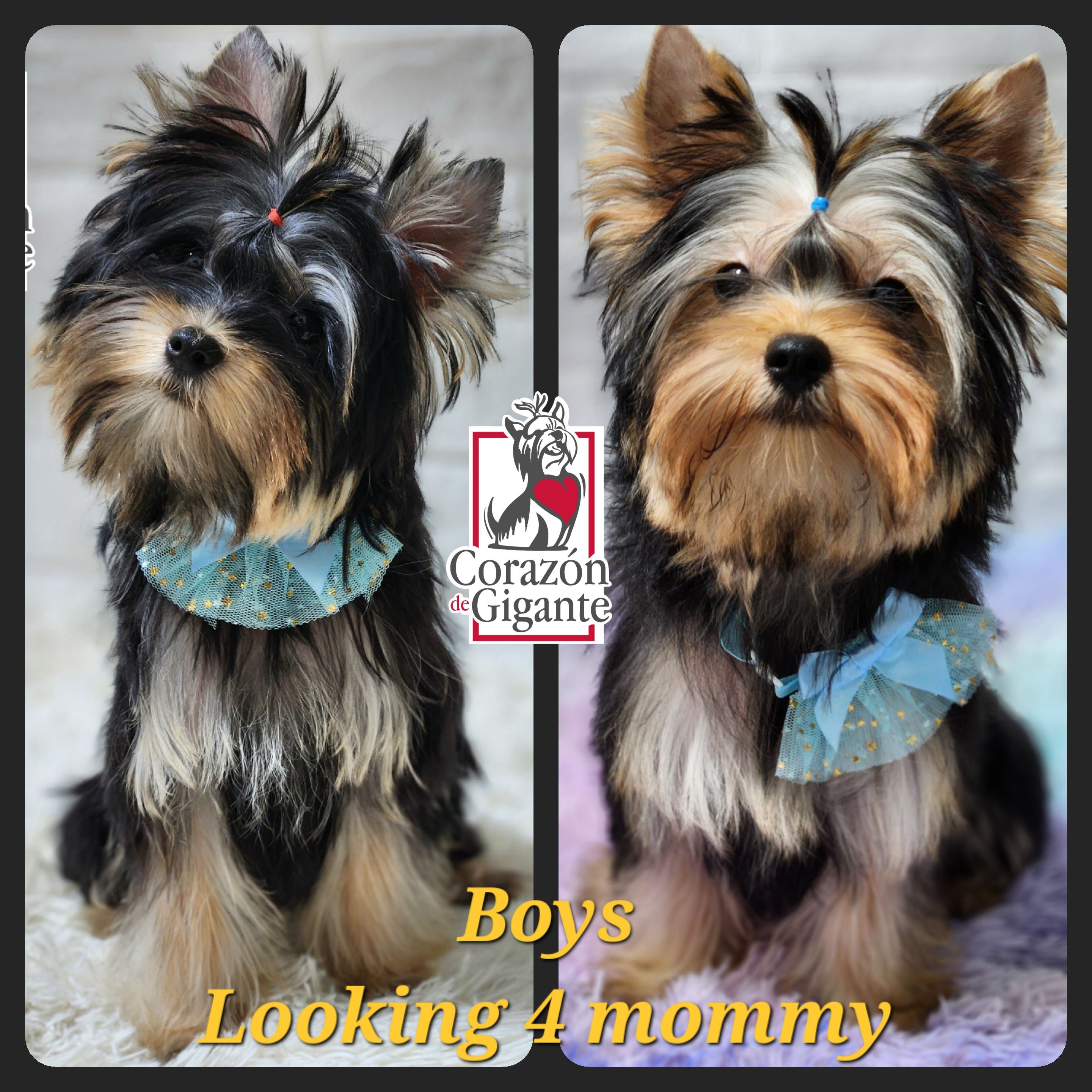 Biewer Terrier and Yorkshire Terrier Puppies from Corazon de gigante