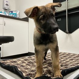 Red Collar - Sable German Shepherd puppy in Wellington, Colorado from Altvater German Shepherds