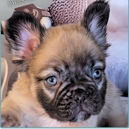 Jock - Fawn male French Bulldog puppy in Elberton, Georgia from Ioney's Southern Paws Shelties, Frenchies, and Yorkies