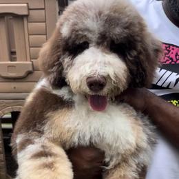 Legend - Bernedoodle