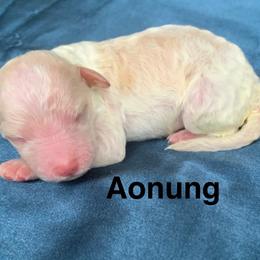 Aonung - Parti male Labradoodle puppy in Murray, Utah from Swann's Kennels