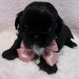 Ebony - Black female Shih Tzu puppy in Hemet, California from Aloha Shih Tzu