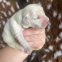 White - Light golden male Golden Retriever puppy in Jesup, Georgia from Painted Platinum Retrievers (Painted Platinum Kennel) PPK