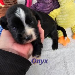 Onyx - Black and white male Tibetan Terrier puppy in Dorena, Oregon from Angel Tibetans Of Oregon