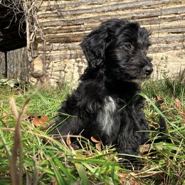 Border Collie and Bordoodle Puppies from Pecan Grove Acres’ Pups