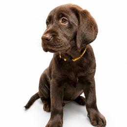 ASPEN - Chocolate male Labrador Retriever puppy in Chicago, Illinois from Urbane Retrievers