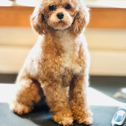 Poodle puppies from Korbella Farm