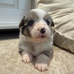 Full fluffy girl! - Blue merle and white female American Corgi puppy in Decatur, Texas from Bar S Corgis