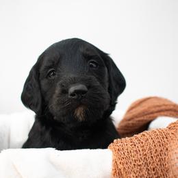 Iron Man (Dk Blue) - Black male Goldendoodle puppy in Lafayette, Alabama from Sweethaven Kennels
