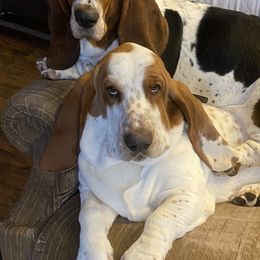 Basset Hounds from T-n-T Bassets