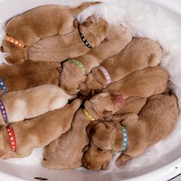 Labrador Retriever Puppies from UC Labradors