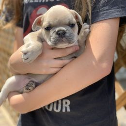 French Bulldog Puppies from McKay’s frenchies & fluffies