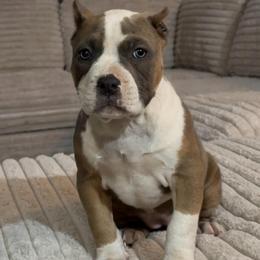 Girl 1 - Fawn female American Bully puppy in Dallas, Texas from Manuia Kennels