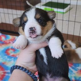 Pembroke Welsh Corgi Puppies from Millsinn Corgis