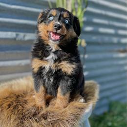 Lucky Charms - female Assorted Doodle Crosses puppy in Randolph, Utah from Dry Canyon Pups