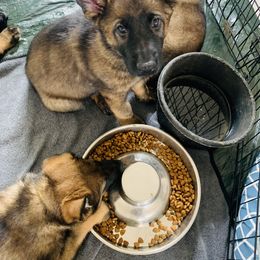 German Shepherd Puppies from Stephanie hoffman german shepherds