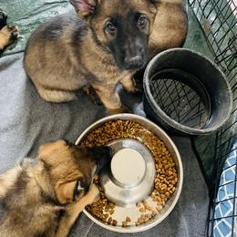 German Shepherd Puppies from Stephanie hoffman german shepherds
