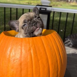 French Bulldog Puppies from Piper’s Pups