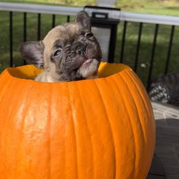 French Bulldog Puppies from Piper’s Pups