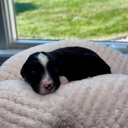Aqua Di Gio - Black and white male Aussiedoodle puppy in Decatur, Illinois from Signature Doodles