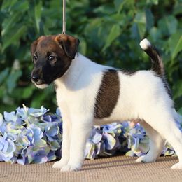 Smooth Fox Terrier and Whippet Puppies from Mardel Robeson