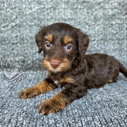 Alexandrite - Phantom female Goldendoodle puppy in Chattanooga, Tennessee from Hilltop Cuddle Pups