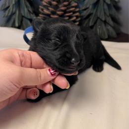Dark Blue collar - Black female German Shepherd puppy in Marion, Ohio from Legacy K9’s